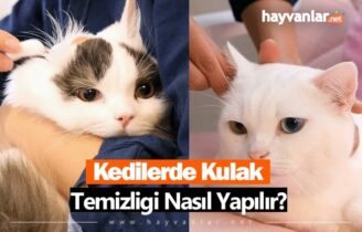 Kedilerde Kulak Temizliği Nasıl Yapılır?