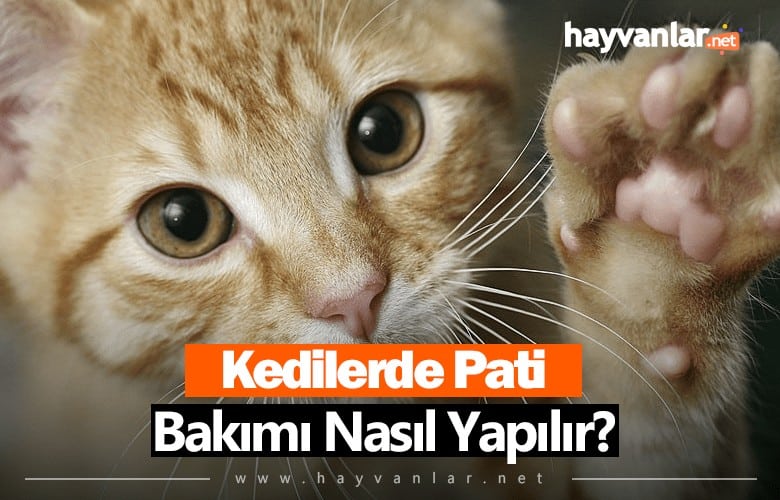 Kedilerde Pati Bakımı Nasıl Yapılır?