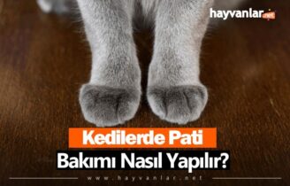 Kedilerde Pati Bakımı Nasıl Yapılır?