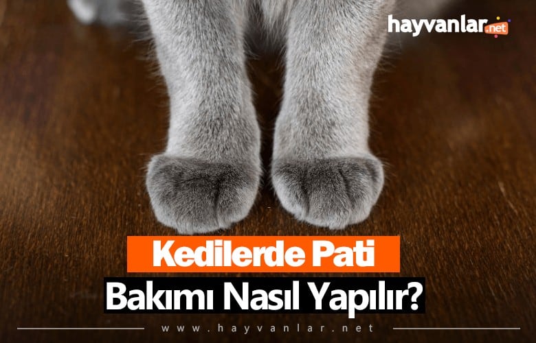 Kedilerde Pati Bakımı Nasıl Yapılır?