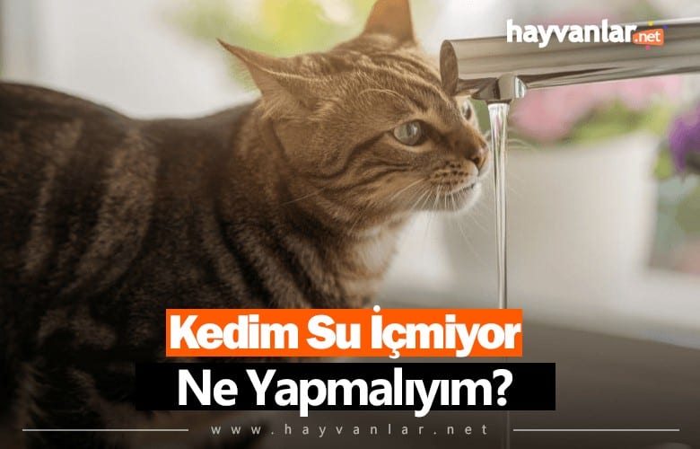 Kedim Su İçmiyor, Ne Yapmalıyım?