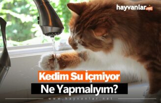 Kedim Su İçmiyor, Ne Yapmalıyım?