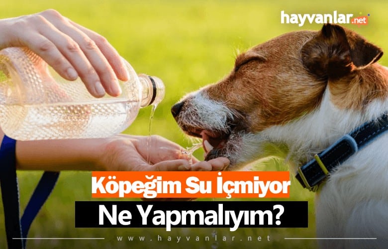 Köpeğim Su İçmiyor Ne Yapmalıyım?