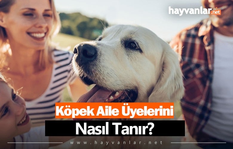 Köpek Aile Üyelerini Nasıl Tanır?