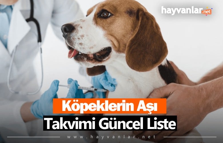 Köpek Aşı Takvimi Güncel Liste
