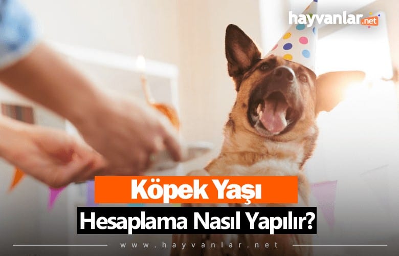 Köpek Yaşı Hesaplama Nasıl Yapılır