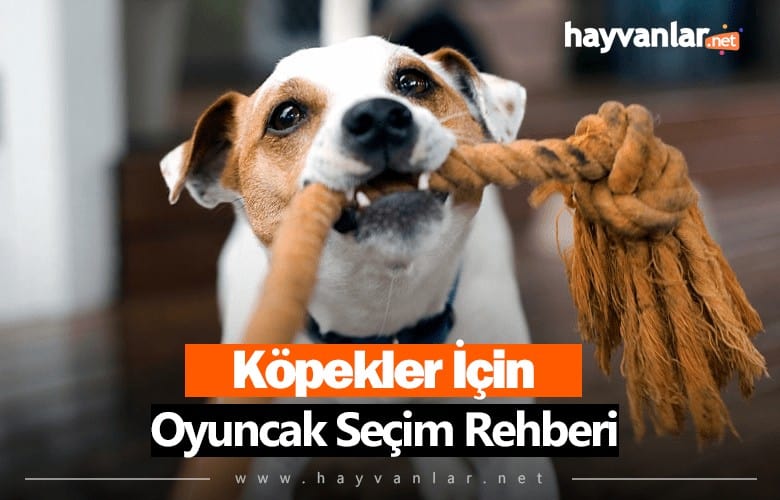 Köpekler için Oyuncak Seçim Rehberi