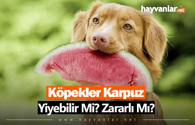 Köpekler Karpuz Yiyebilir Mi? Zararlı Mıdır?