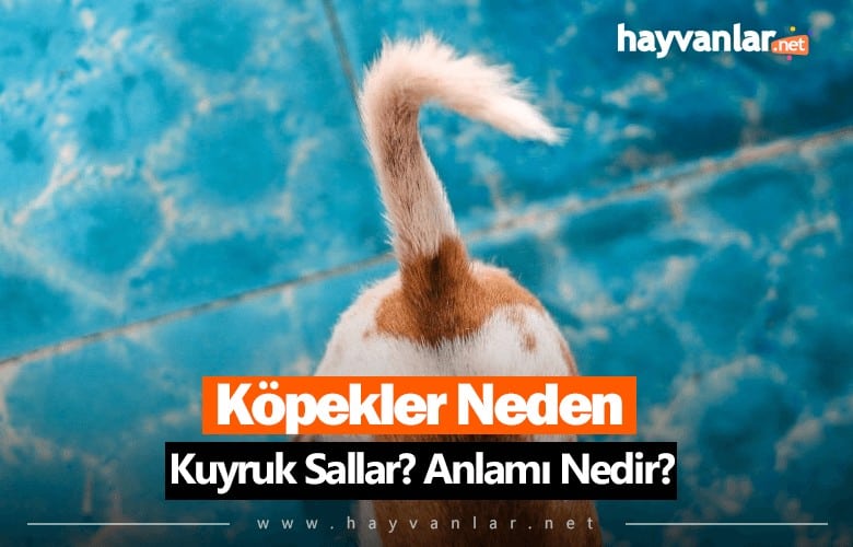 Köpekler Neden Kuyruk Sallar?