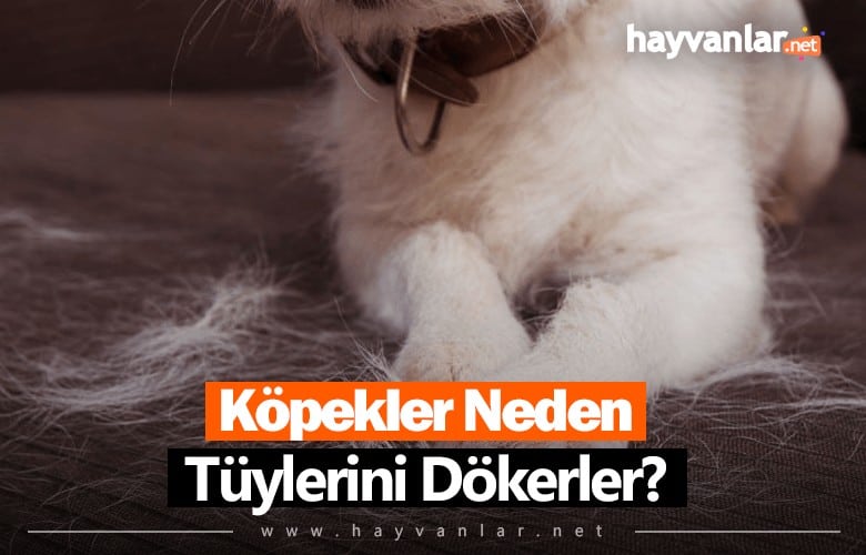 Köpekler Neden Tüy Döker?