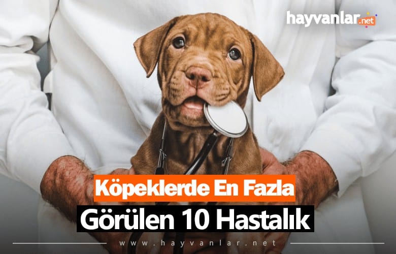 Köpeklerde En Fazla Görülen 10 Hastalık