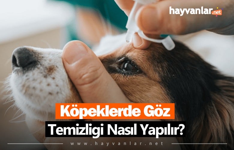 Köpeklerde Göz Temizliği Nasıl Yapılır?