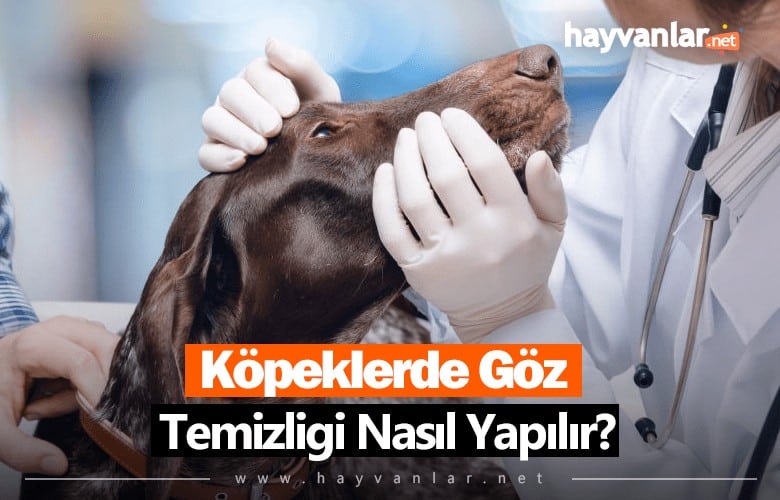Köpeklerde Göz Temizliği Nasıl Yapılır?