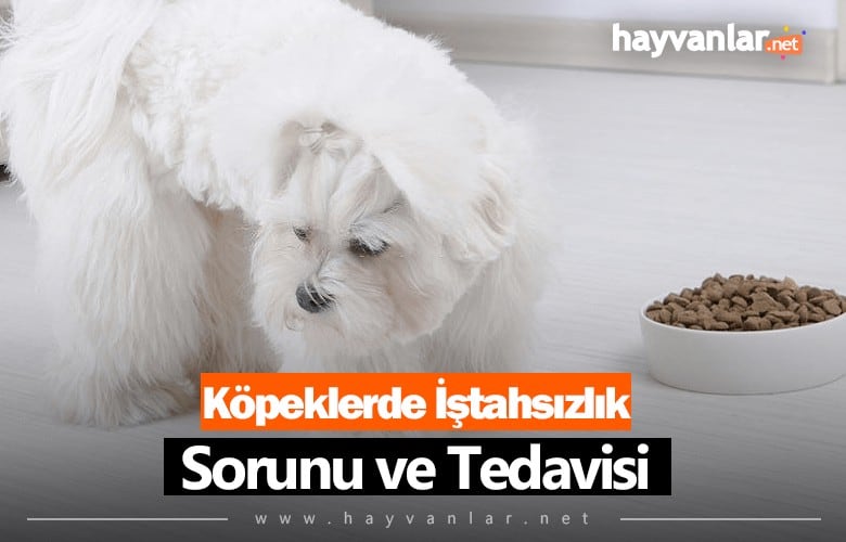 Köpeklerde İştahsızlık Sorunu ve Tedavisi