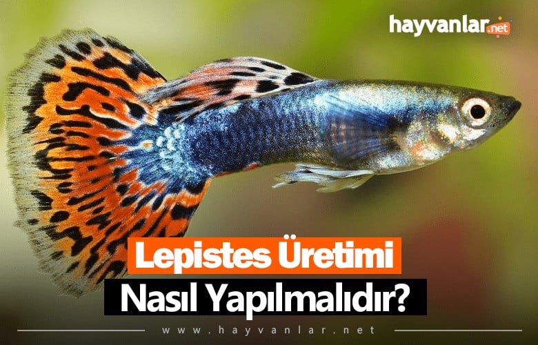 Lepistes Üretimi Nasıl Yapılır?
