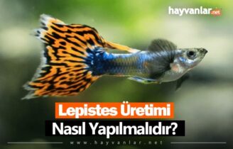 Lepistes Üretimi Nasıl Yapılır?
