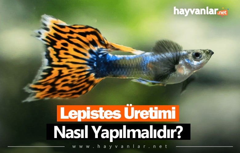 Lepistes Üretimi Nasıl Yapılır?