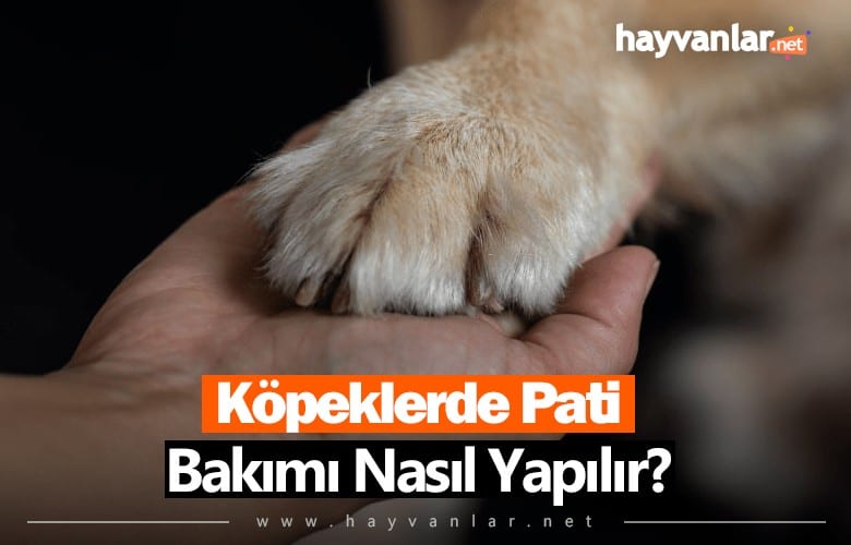 Köpeklerde Pati Bakımı Nasıl Yapılmalıdır?