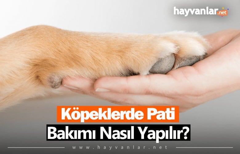Köpeklerde Pati Bakımı Nasıl Yapılmalıdır?