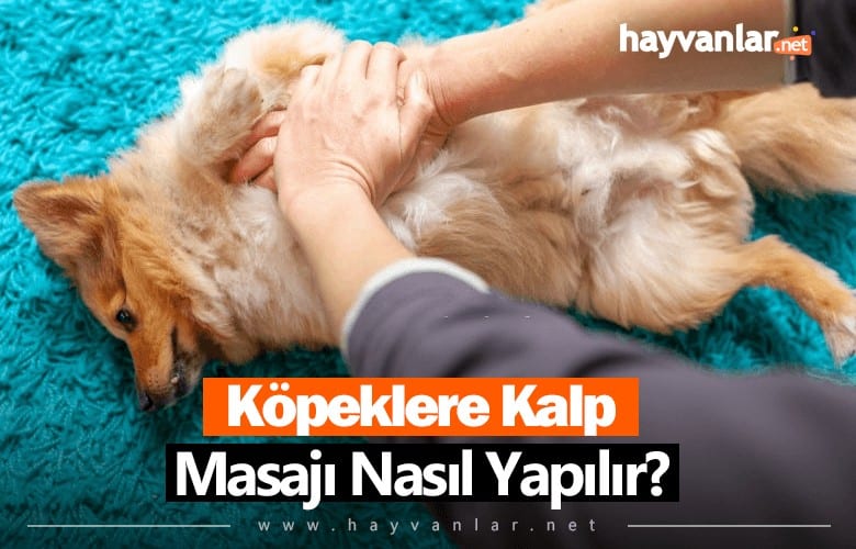 Köpeklere Kalp Masajı Nasıl Yapılır?