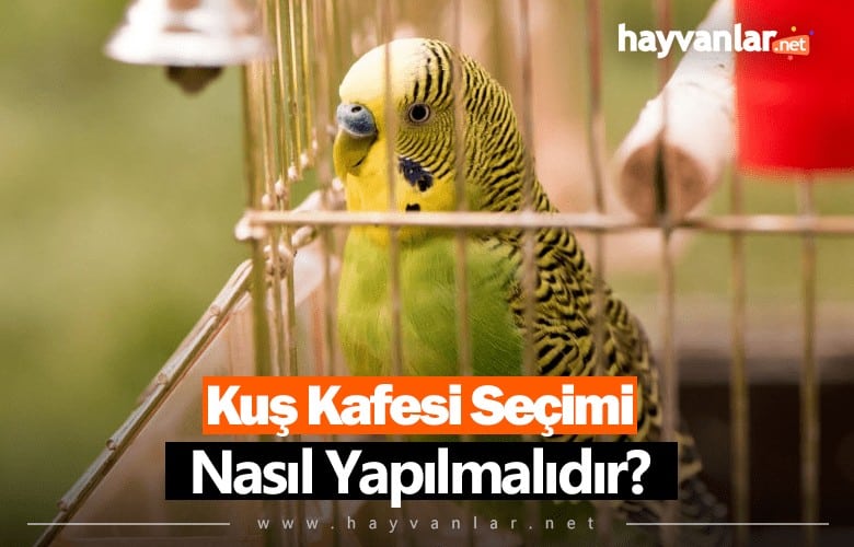 Kuş Kafesi Seçimi Nasıl Yapılır?
