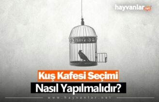 Kuş Kafesi Seçimi Nasıl Yapılır?