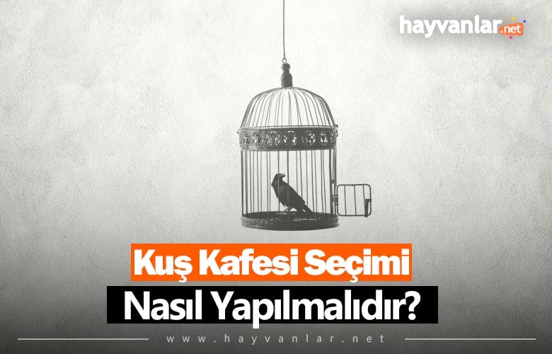 Kuş Kafesi Seçimi Nasıl Yapılır?