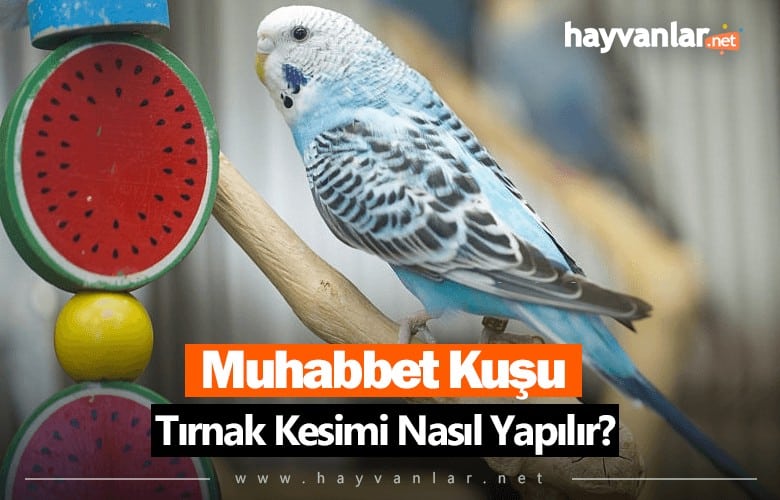 Muhabbet Kuşu Tırnak Kesimi Nasıl Yapılır?