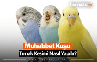 Muhabbet Kuşu Tırnak Kesimi Nasıl Yapılır?