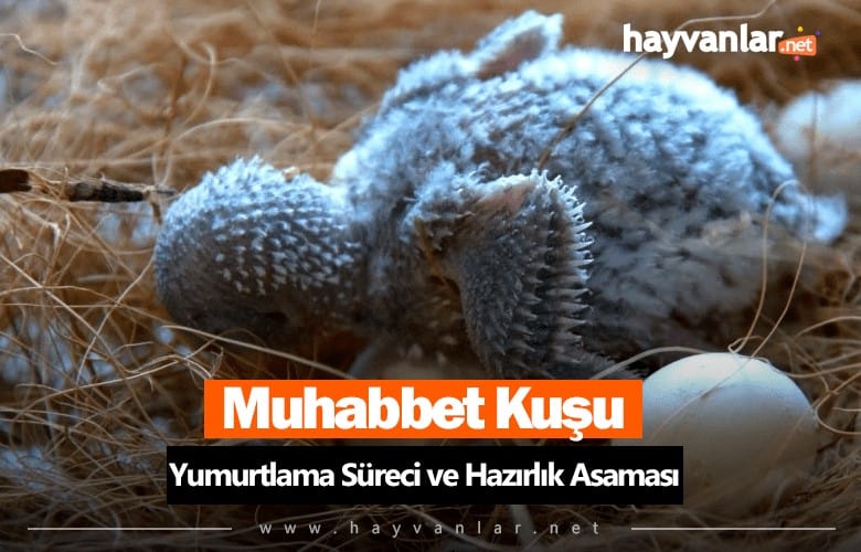 Muhabbet Kuşu Yumurtlama Süreci ve Hazırlık Aşaması