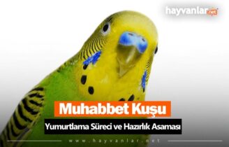 Muhabbet Kuşu Yumurtlama Süreci ve Hazırlık Aşaması