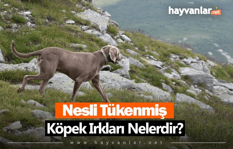 Nesli Tükenmiş Köpek Irkları Nelerdir?
