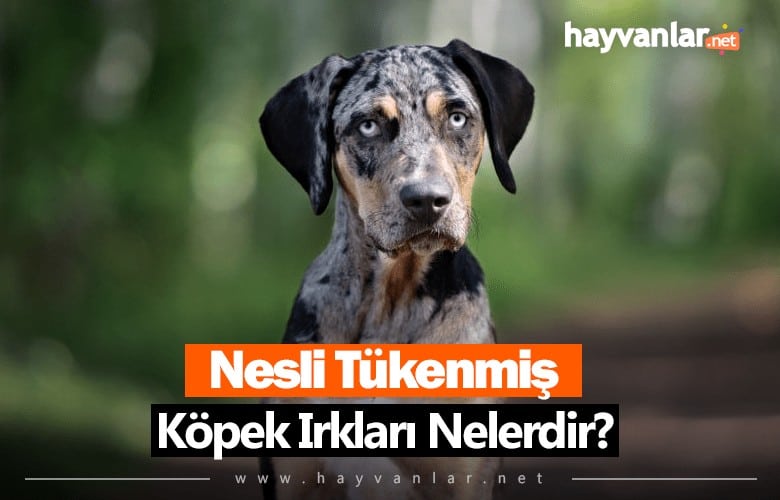 Nesli Tükenmiş Köpek Irkları Nelerdir?