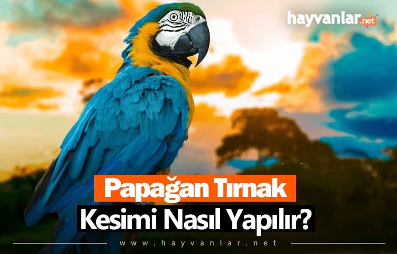 Papağan Tırnak Kesimi Nasıl Yapılır?