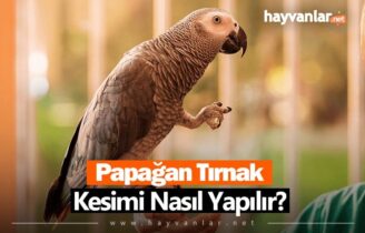 Papağan Tırnak Kesimi Nasıl Yapılır?