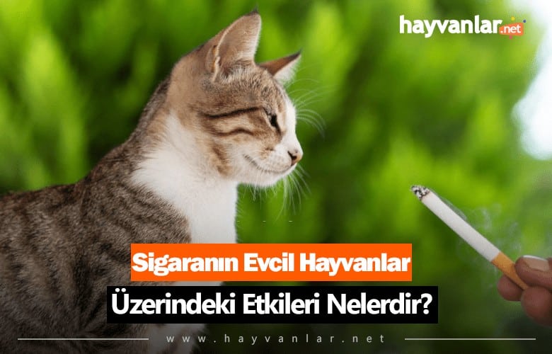 Sigaranın Evcil Hayvanlar Üzerindeki Etkileri Neler?