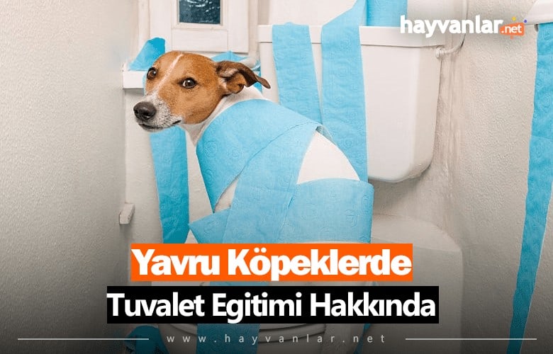Yavru Köpeklerde Tuvalet Eğitimi
