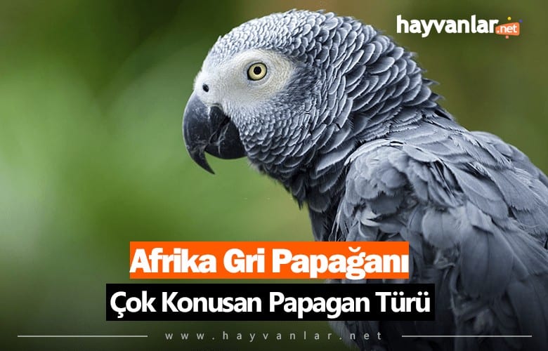 Konuşan Jako Papağanı