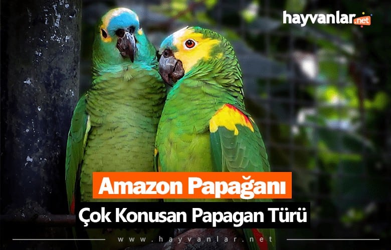 Konuşan Amazon Papağanı