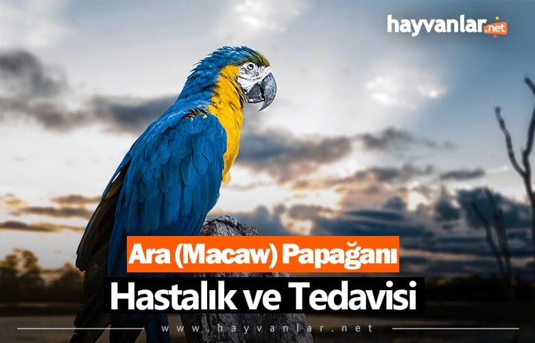 Ara (Macaw) Papağanı Hastalık ve Tedavisi