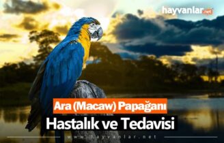 Ara (Macaw) Papağanı Hastalık ve Tedavisi