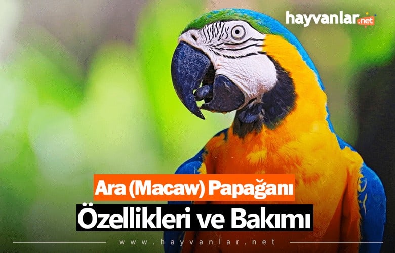 Ara (Macaw) Papağanı Özellikleri ve Bakımı