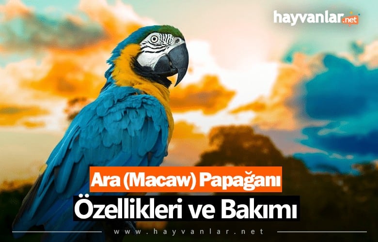 Ara (Macaw) Papağanı Özellikleri ve Bakımı