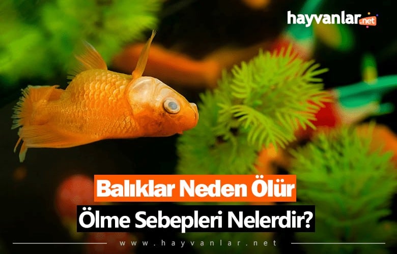 Balıklar Neden Ölür? Ölüm Sebepleri Nelerdir?