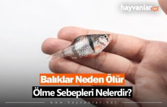 Balıklar Neden Ölür? Ölüm Sebepleri Nelerdir?