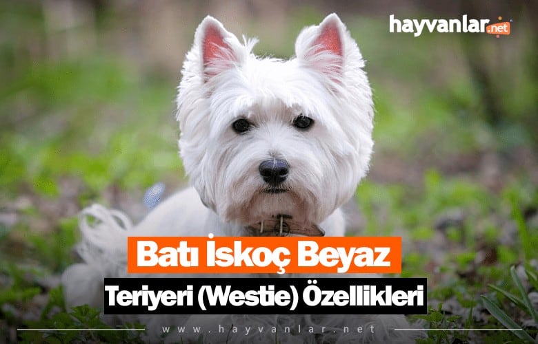 Batı İskoç Beyaz Teriyeri (Westie)