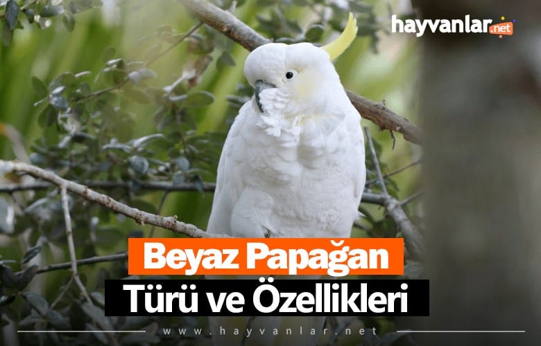Beyaz Papağan Türü ve Özellikleri
