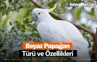 Beyaz Papağan Türü ve Özellikleri