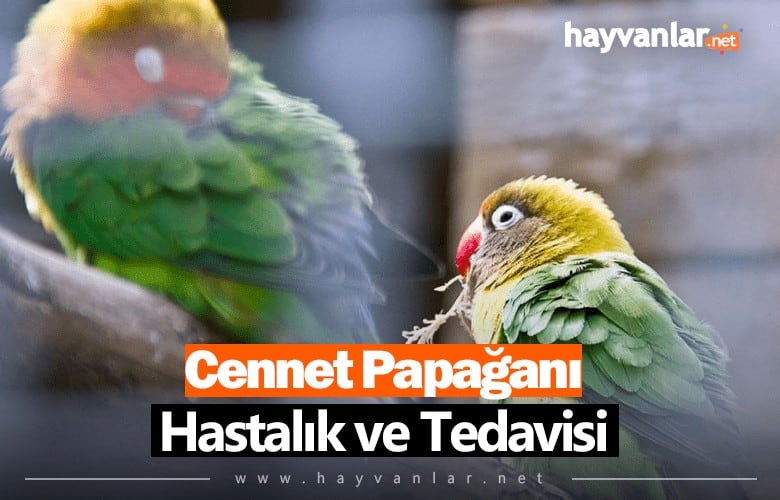 Cennet Papağanı Hastalık ve Tedavisi