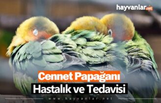 Cennet Papağanı Hastalık ve Tedavisi